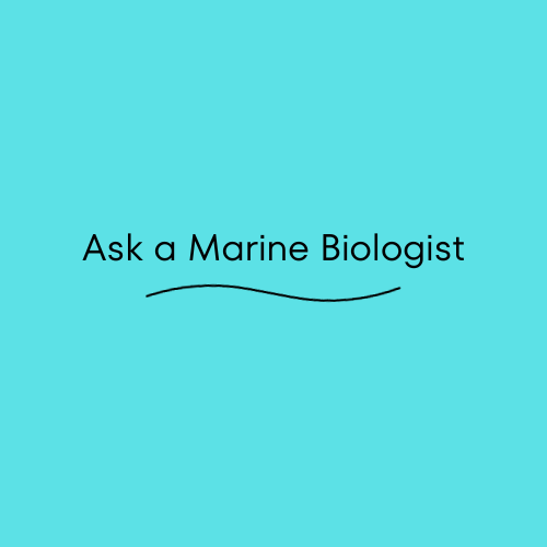 “Ask a marine biologist” response (career)