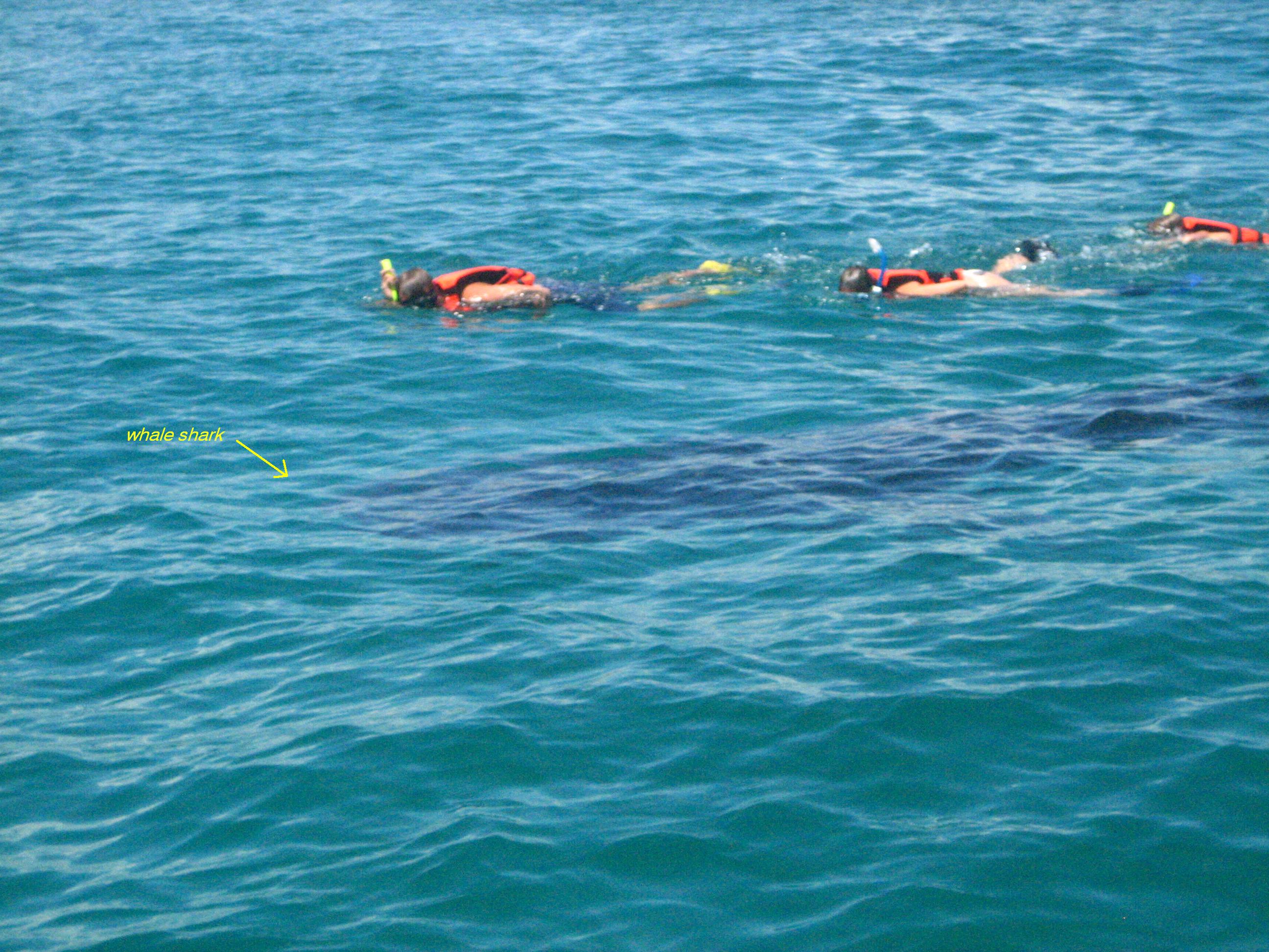 Whale Sharks – Isla Holbox