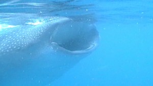 whale shark mouth - open to feed on plankton
