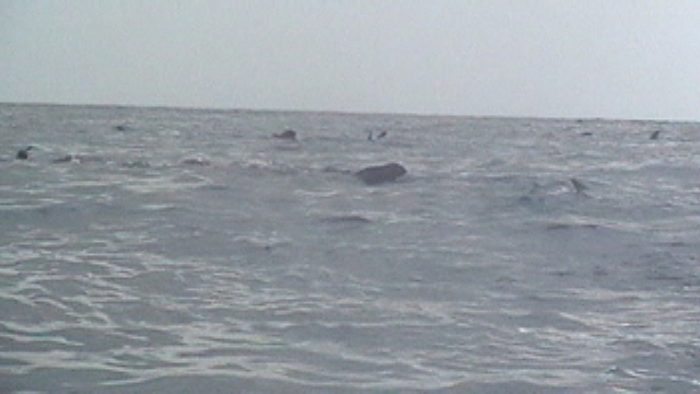 Whale Sharks – Isla Mujeres
